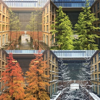 dbs_4_seasons_tree.jpg (63147)